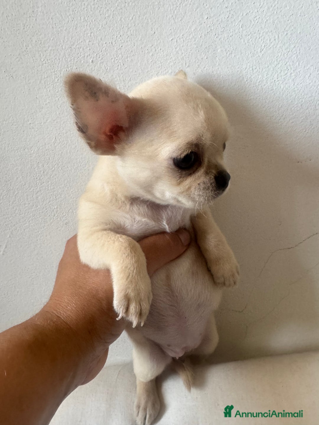 Chihuahua cani in vendita: Femmina Chihuahua pelo corto  a Città Metropolitana di Firenze - Immagine 1