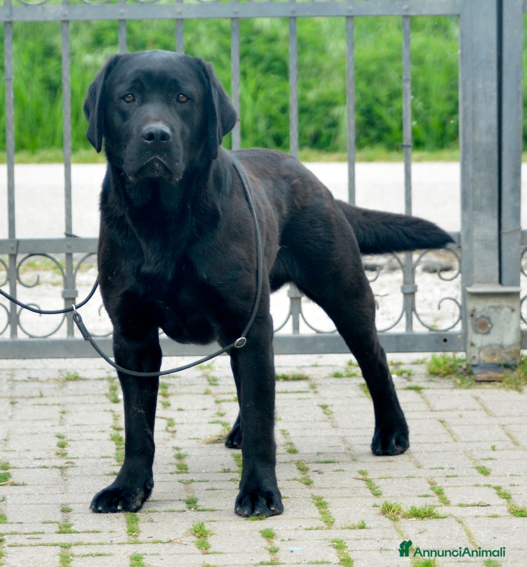 Labrador cani in vendita: Cuccioli di Labrador GIALLI e NERI a Provincia di Vicenza - Immagine 3