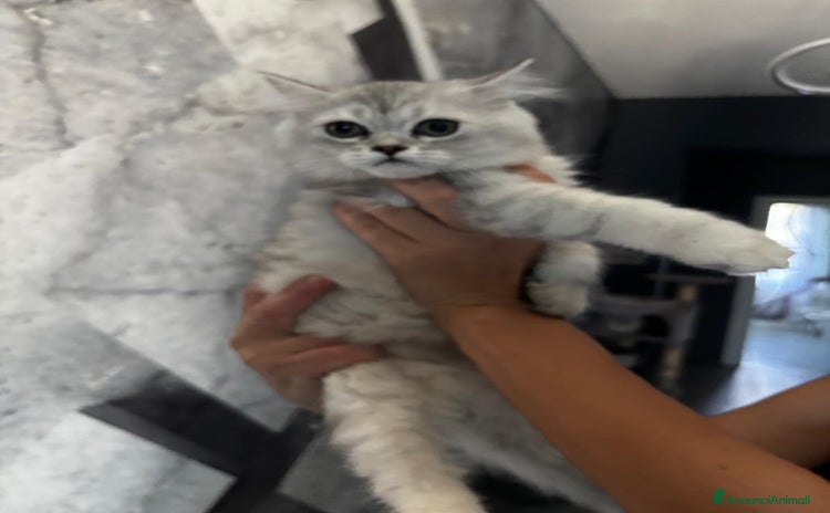 Persiano gatti a Provincia di Ravenna - Annuncio 15
