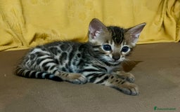 Bengala gatti in vendita: Cucciolo brown bengal a Città metropolitana di Roma Capitale - Immagine 1