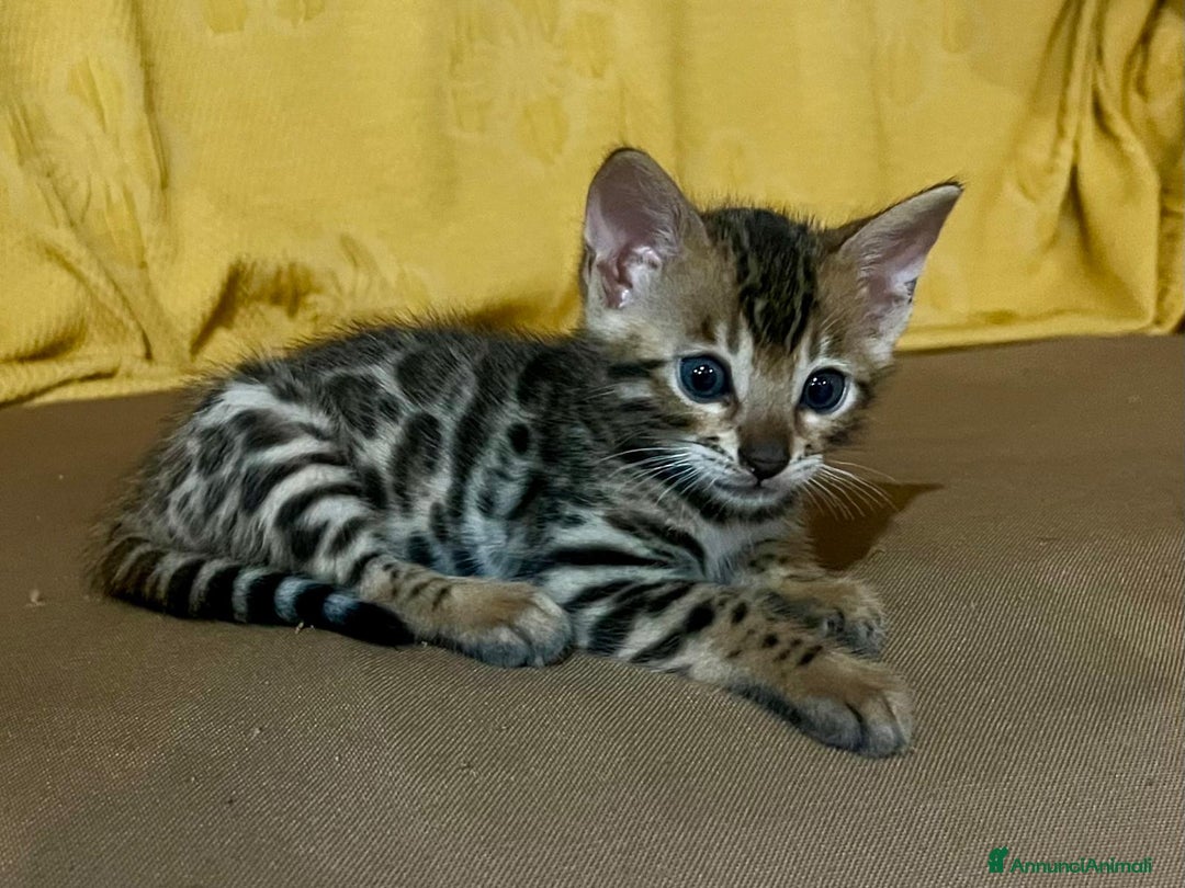 Bengala gatti in vendita: Cucciolo brown bengal a Città metropolitana di Roma Capitale - Immagine 1