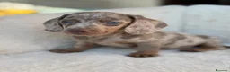 Bassotto cani in vendita: Bassotti cuccioli  - Annuncio 9