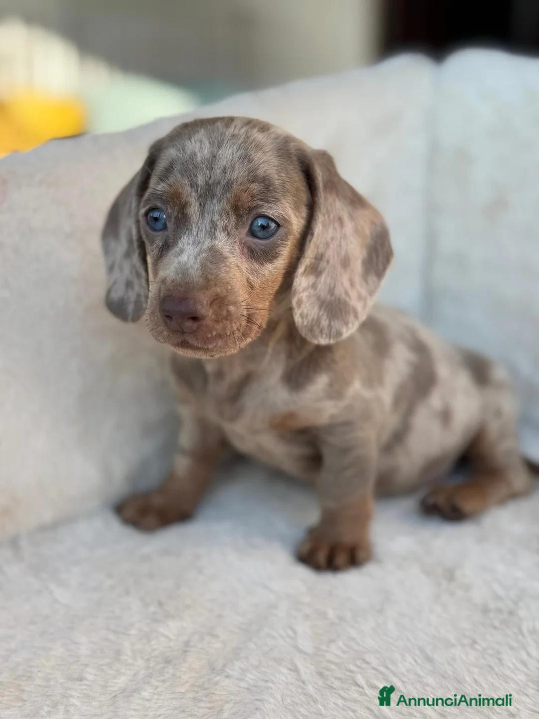 Bassotto cani in vendita: Bassotti cuccioli  - Annuncio 9