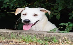 Altre razze cani in regalo: Whisky a Provincia di Bergamo - Immagine 3