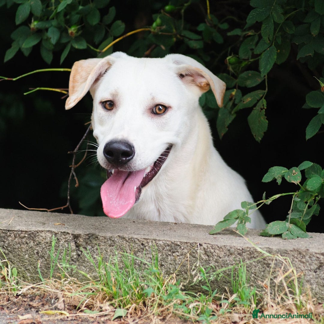 Altre razze cani in regalo: Whisky a Provincia di Bergamo - Immagine 3