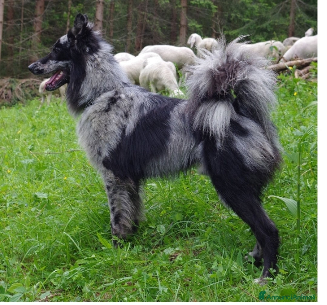 Pastore della Lessinia e del Lagorai cani in vendita: Cuccioli pastore della Lessinia e del Lagorai  - Annuncio 6