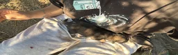 Meticcio cani in regalo: Cuccioli meticci  a Città metropolitana di Roma Capitale - Annuncio 26