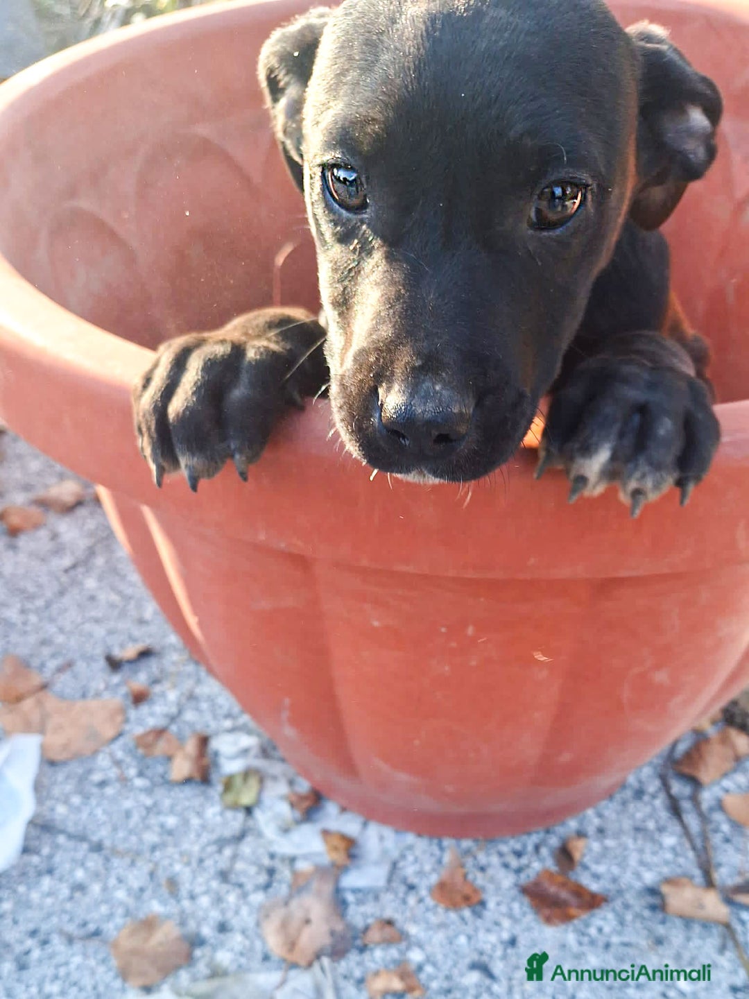 Pitbull cani in regalo: Micky cucciolo adorabile - Annuncio 5