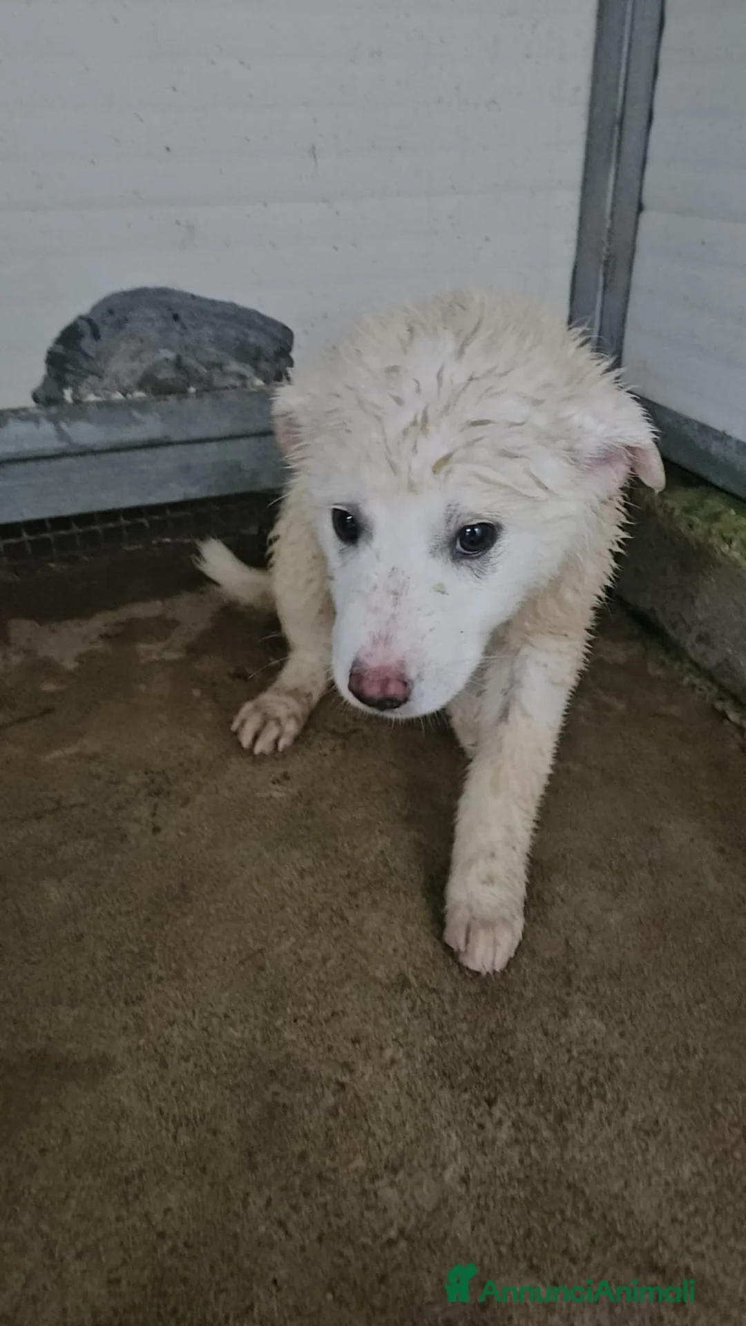 Meticcio cani in regalo: Patatina: 4 mesi taglia grande  - Annuncio 4