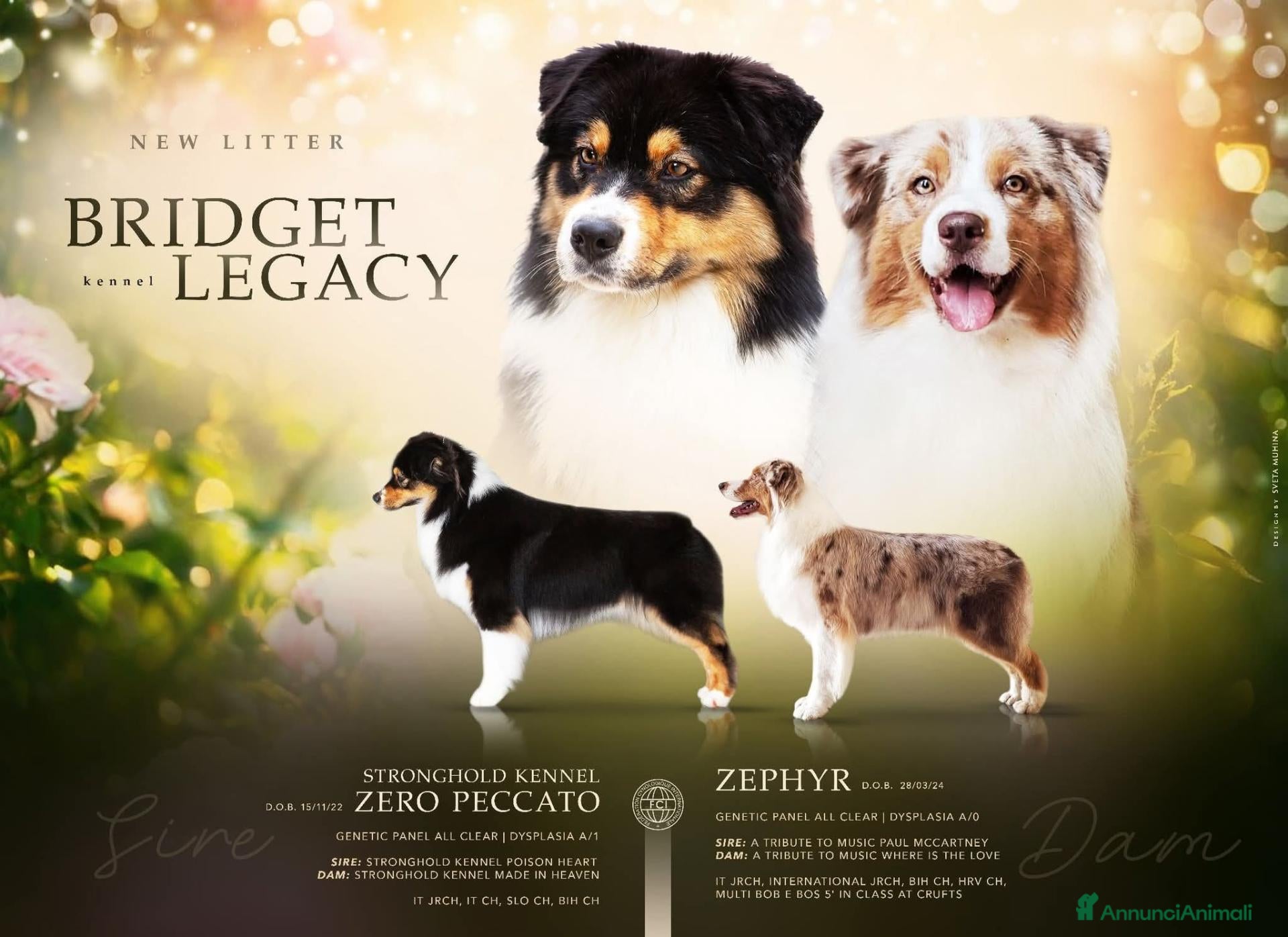 Australian Shepherd cani PASTORE AUSTRALIANO AUSSIE AUSTRALIAN SHEPHERD  - Annuncio 2