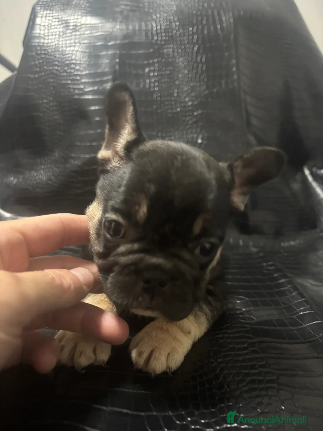 Bulldog Francese cani in vendita: Bulldog francese - Annuncio 2