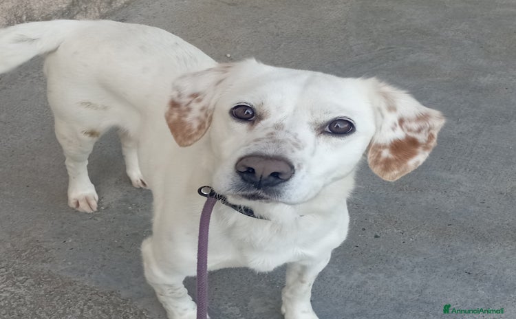 Breton cani a Città Metropolitana di Torino - Annuncio 6