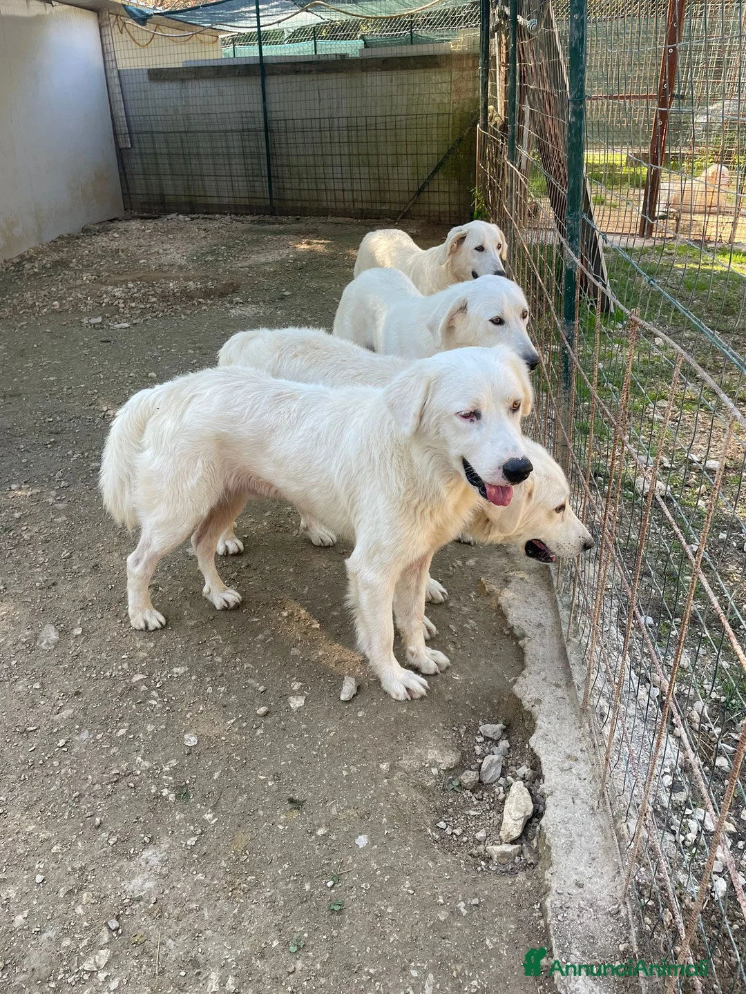 Meticcio cani in regalo: IL BELLISSIMO LUCKY - Annuncio 8