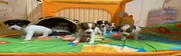 Jack Russell cani in vendita: Jack Russell terrier femmina pelo corto pedigree - Annuncio 3