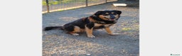 Meticcio cani in regalo: Mix Pastore entrato in canile a 6mesi anni fa!Pugl a Milano - Annuncio 1