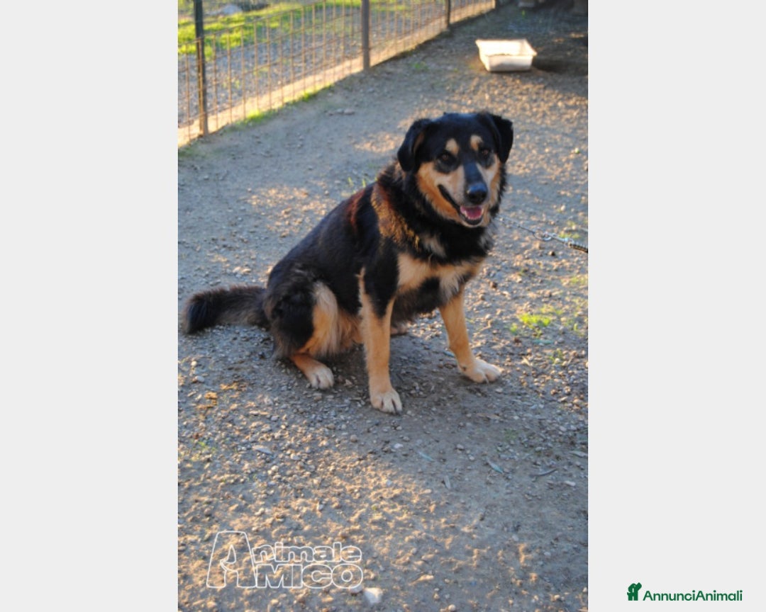 Meticcio cani in regalo: Mix Pastore entrato in canile a 6mesi anni fa!Pugl a Milano - Annuncio 1