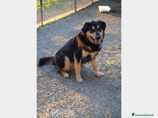 Meticcio cani Mix Pastore entrato in canile a 6mesi anni fa!Pugl a Milano - Annuncio 21