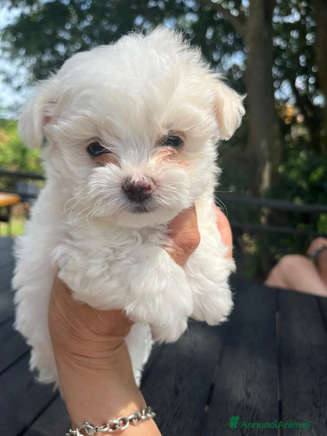 Maltese cani in vendita: Cuccioli Maltese toy - Annuncio 2