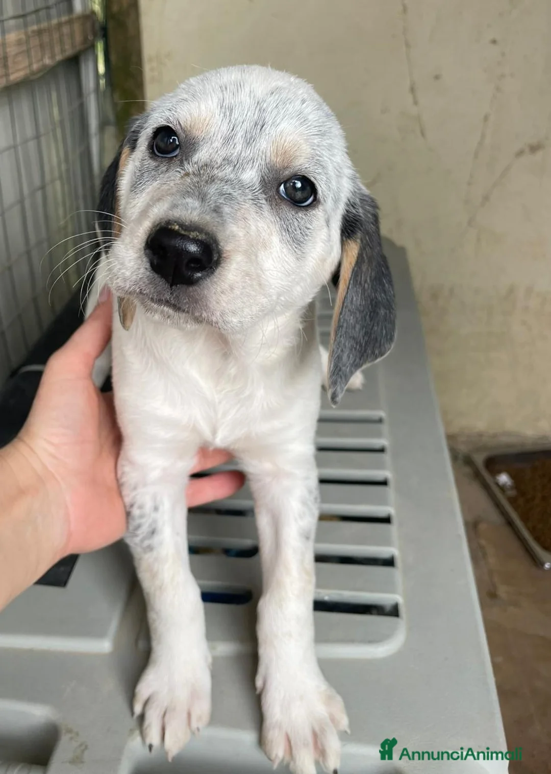 Meticcio cani in regalo: MIX SEGUGINA SETTERINA : SIRYA - Annuncio 1