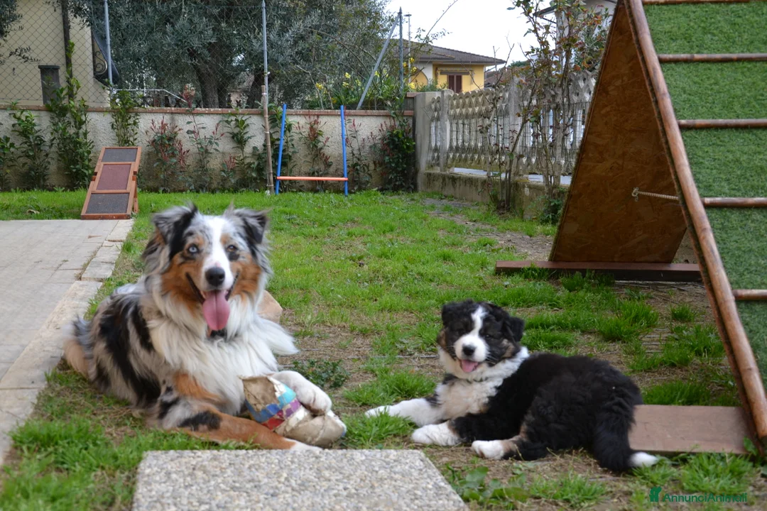 Australian Shepherd cani in vendita: Cucciola di Pastore Australiano a Provincia di Pistoia - Annuncio 1