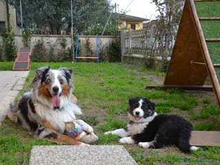 Australian Shepherd cani Cucciola di Pastore Australiano a Provincia di Pistoia - Annuncio 2