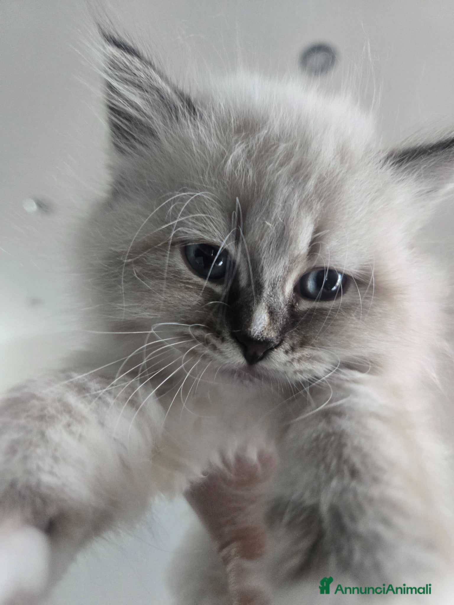 Siberiano gatti Cuccioli Siberiano - Annuncio 1