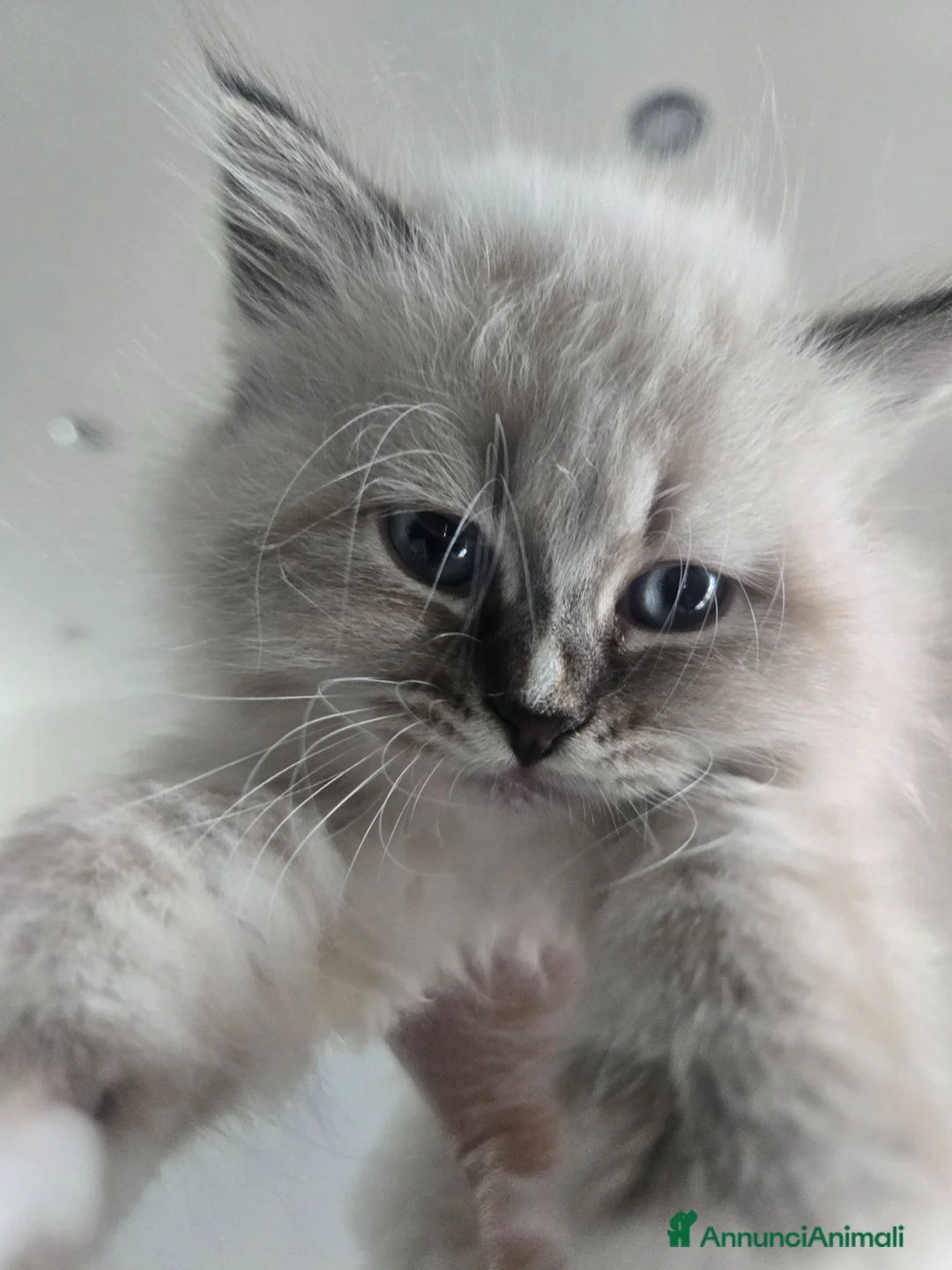 Siberiano gatti in vendita: Cuccioli Siberiano - Annuncio 1