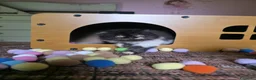 Persiano gatti in vendita: Cuccioli persiani  - Annuncio 3