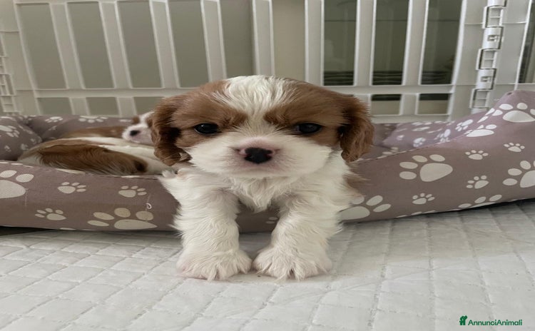 Cavalier King cani a Provincia di Lucca - Annuncio 13