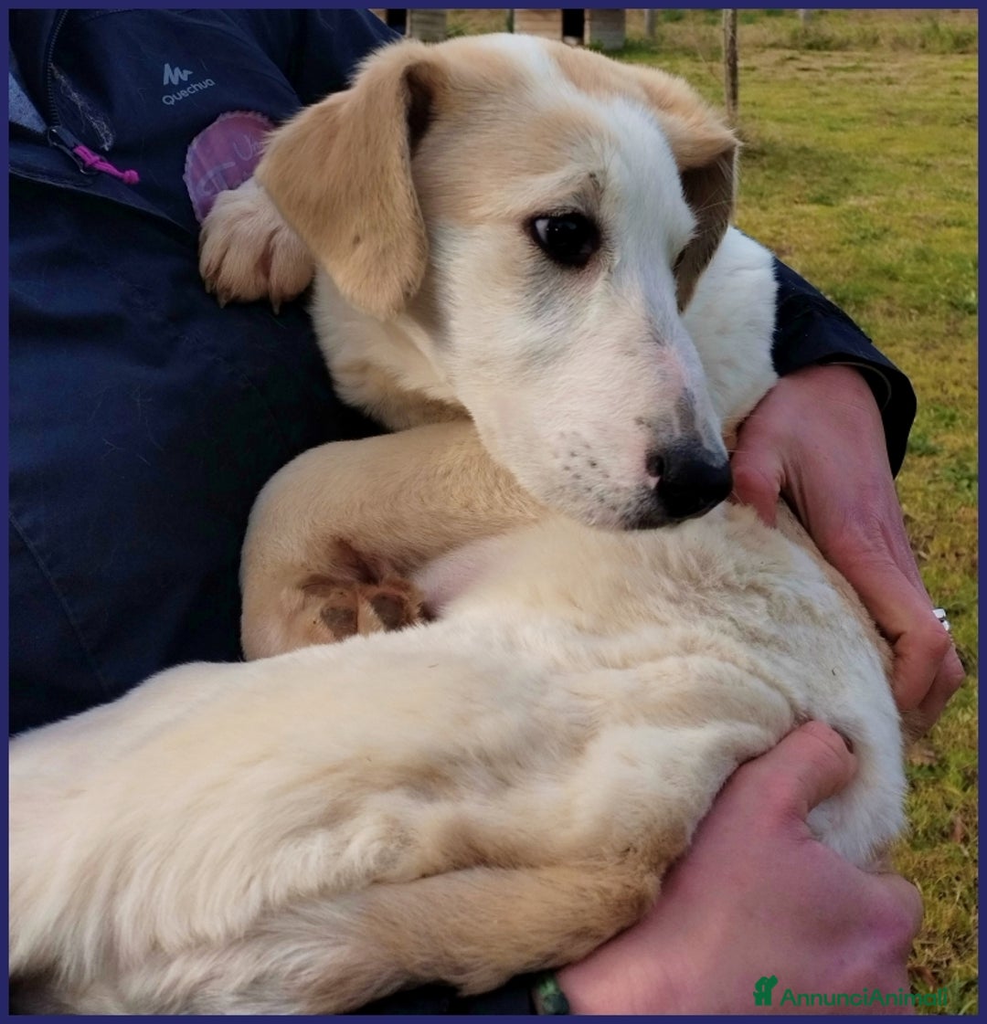 Meticcio cani in regalo: CACIARA, CUCCIOLETTA 3 MESI E MEZZO, PIENA DI GIOI a Città metropolitana di Milano - Annuncio 3