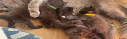 Maine Coon gatti in vendita: Cuccioli di maine coon manto nero  - Annuncio 2