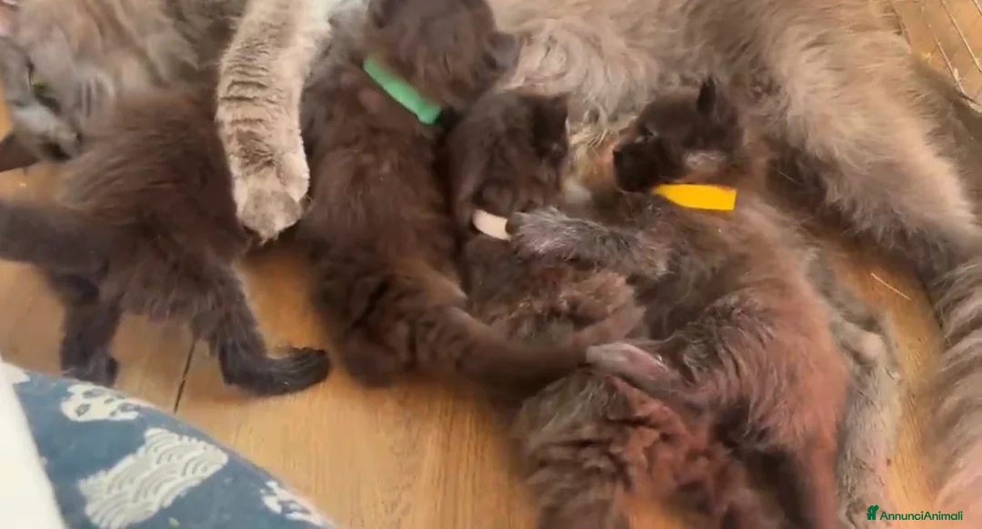 Maine Coon gatti in vendita: Cuccioli di maine coon manto nero  - Annuncio 2