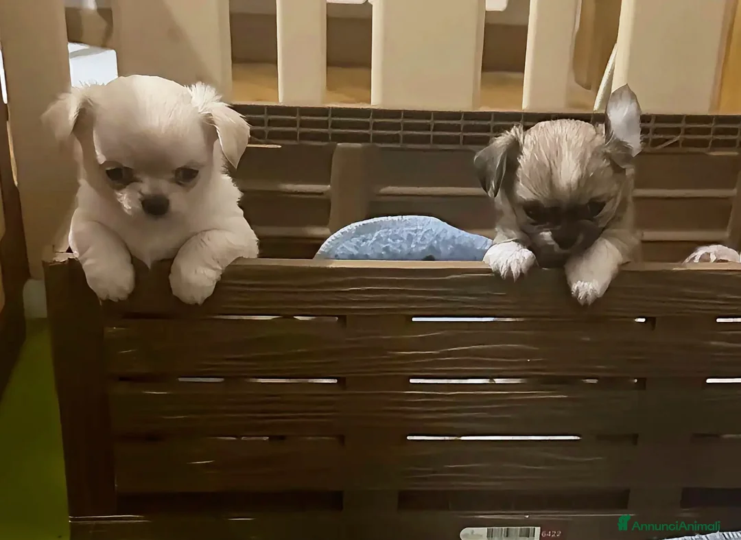 Chihuahua cani in vendita: Cuccioli Chihuahua ENCI Selezionati a Provincia di Caserta - Annuncio 5