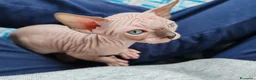 Sphynx gatti in vendita: Cuccioli Canadian Sphynx  - Annuncio 8