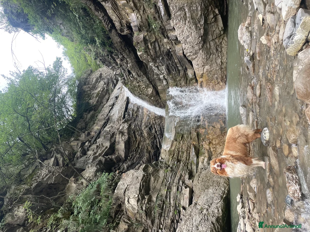 Australian Shepherd cani per accoppiamento: Maschio Pastore Australiano disponibile per monta - Annuncio 7