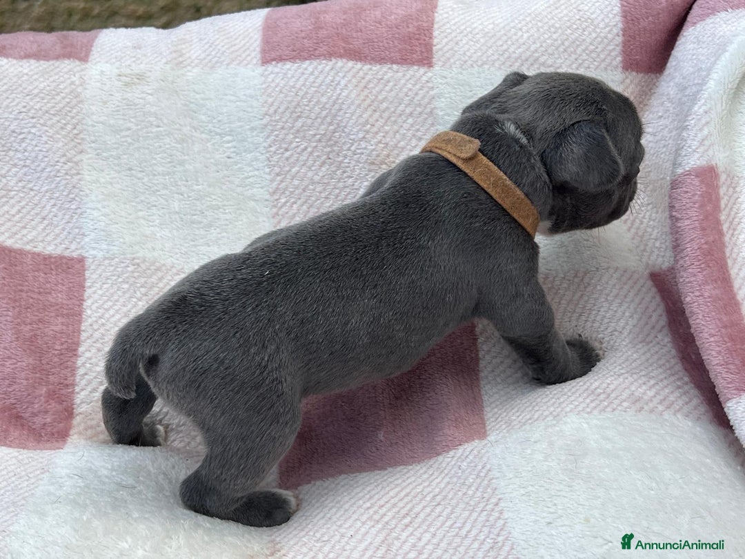 Bulldog Francese cani in vendita: Cuccioli bulldog francese esotici blu - Annuncio 26