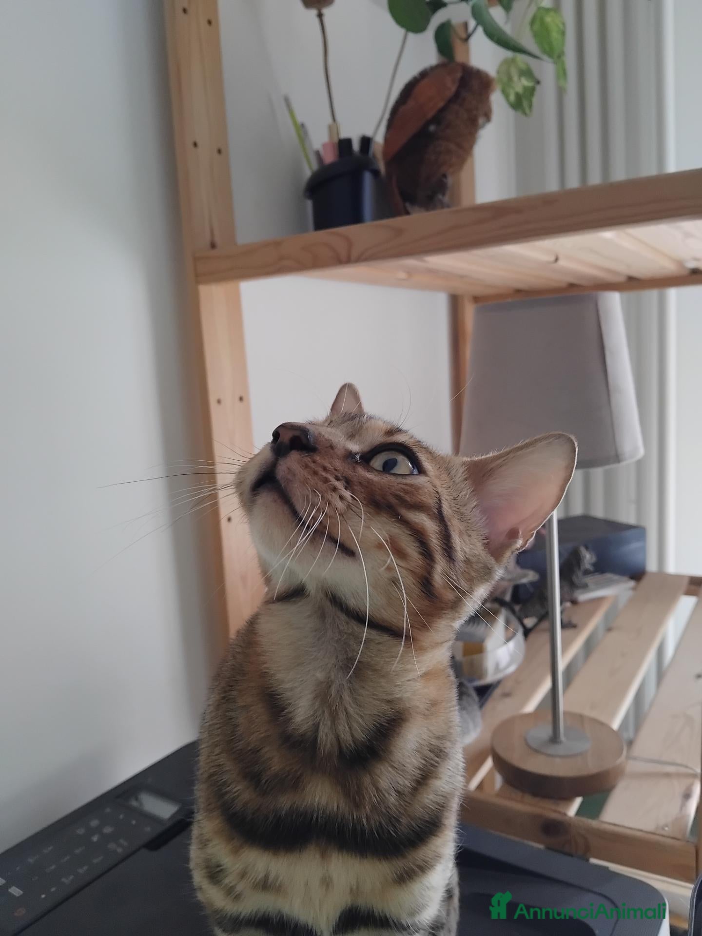 Bengala gatti Dolcissimo gattino del bengala con pedigree AFSI  - Annuncio 1