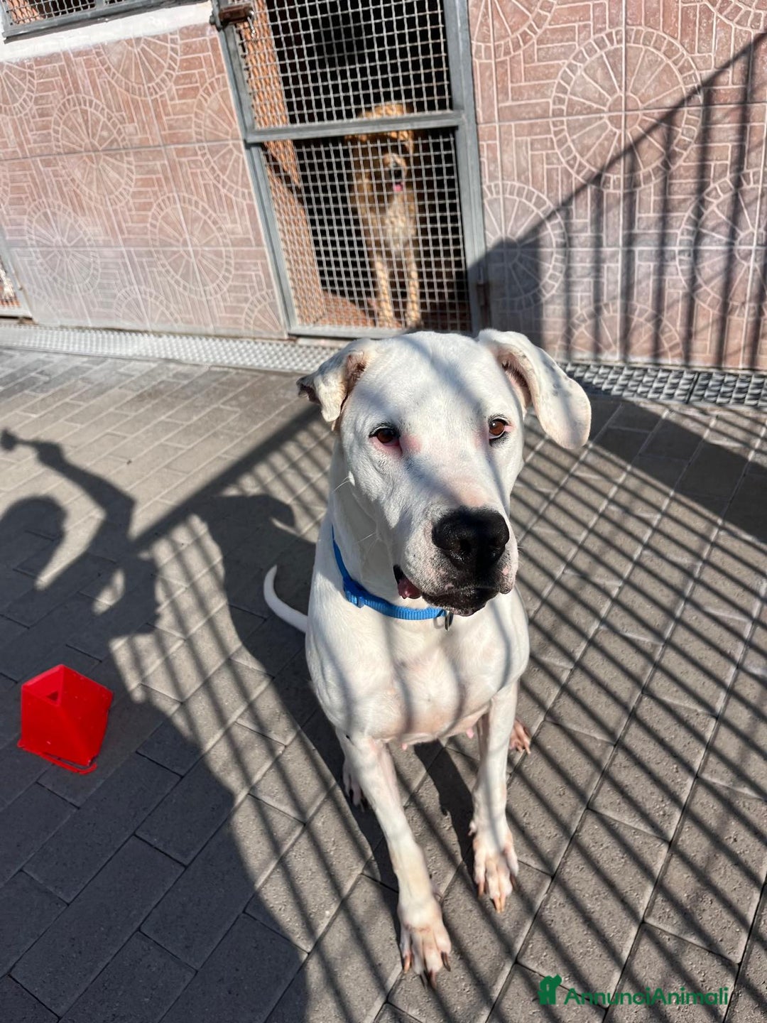 Affenpinscher cani in regalo: LOLA DOGO ARGENTINO - Annuncio 3