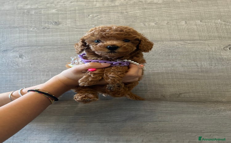 Barboncino Toy cani a Provincia di Frosinone - Annuncio 9
