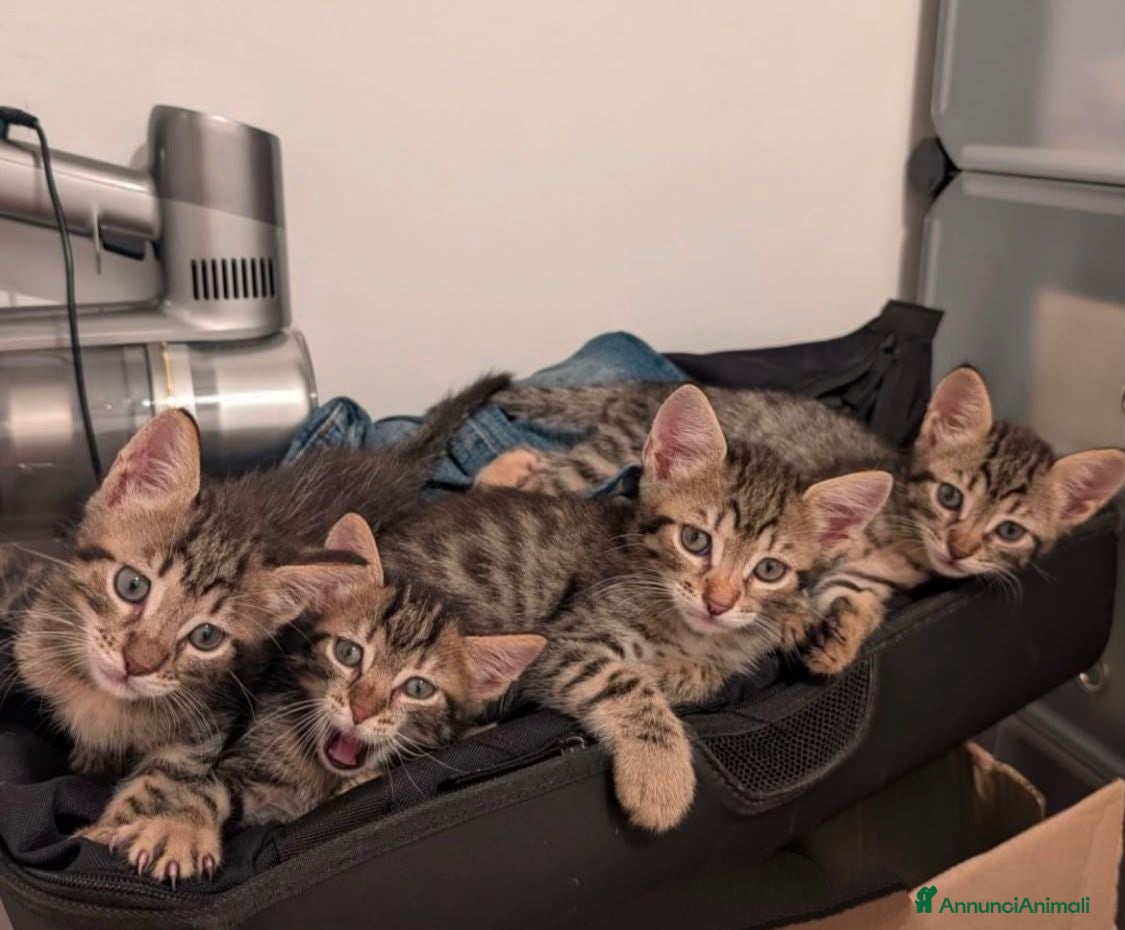 Meticcio gatti 4 gattini cercano casa a Giulianova (TE) dintorni - Annuncio 30