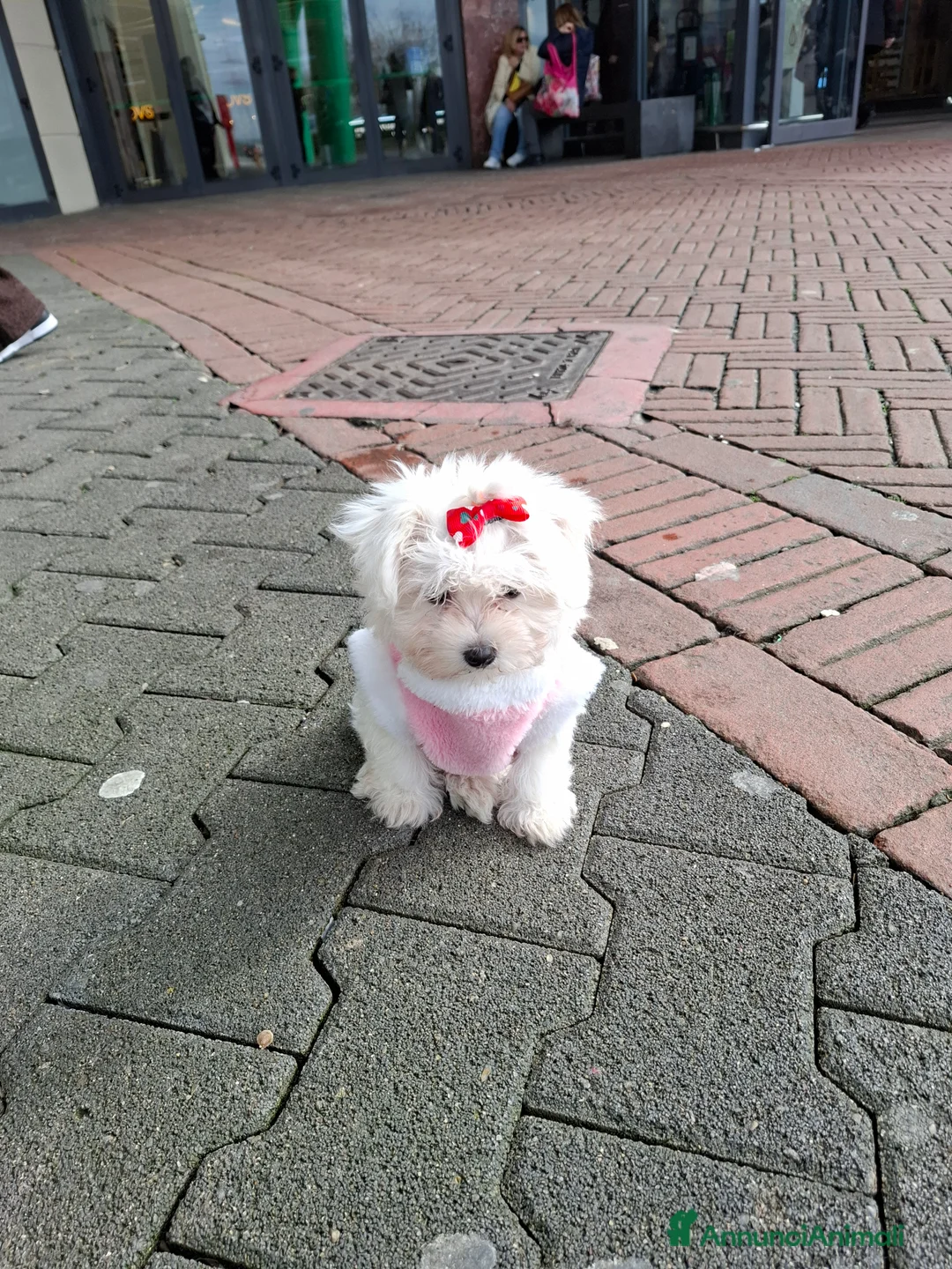 Maltese cani in vendita: MALTESINI TOY - Annuncio 6