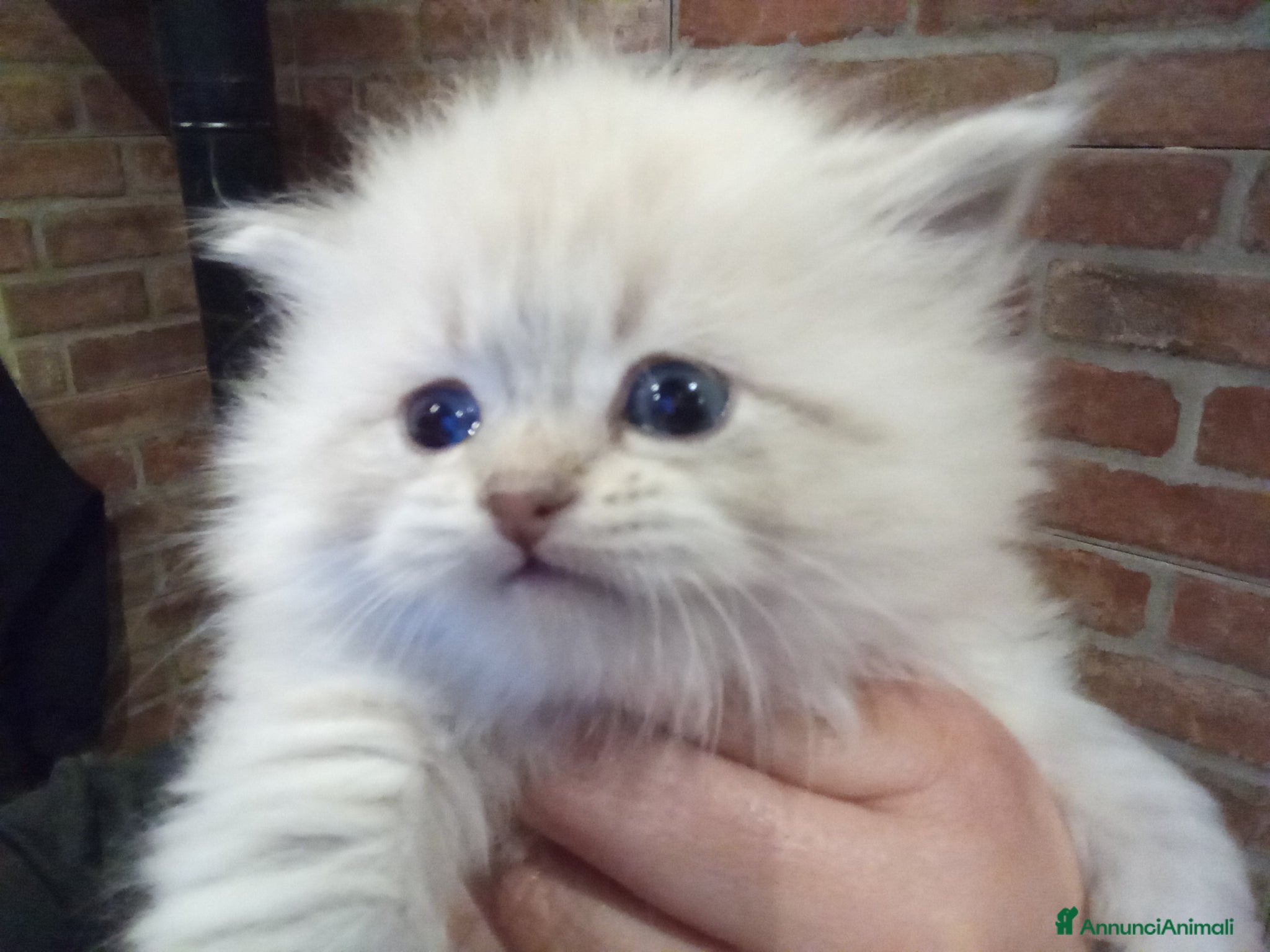 Siberiano gatti Siberiani Neva masquerade  - Annuncio 2