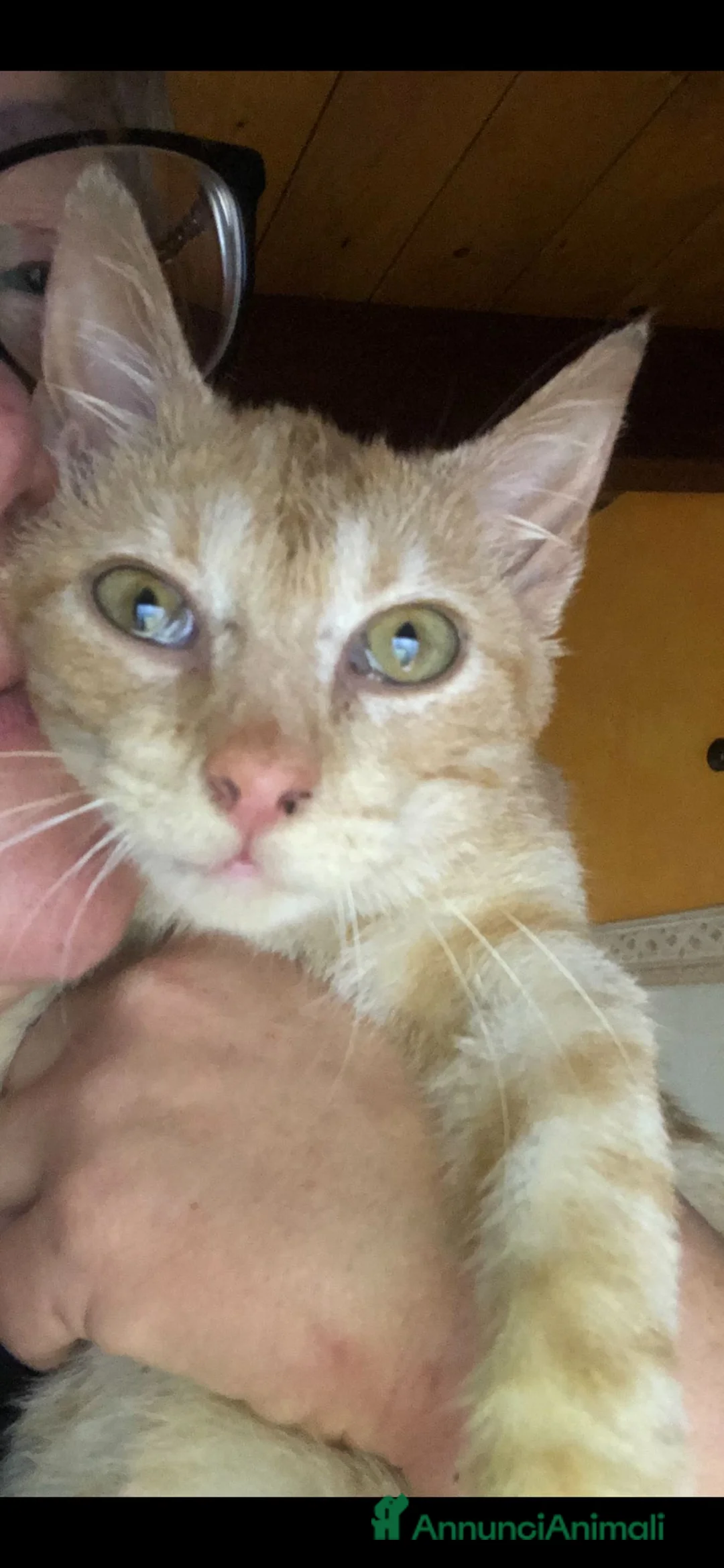 Meticcio gatti in regalo: GATTINO COCCOLONE - Annuncio 5