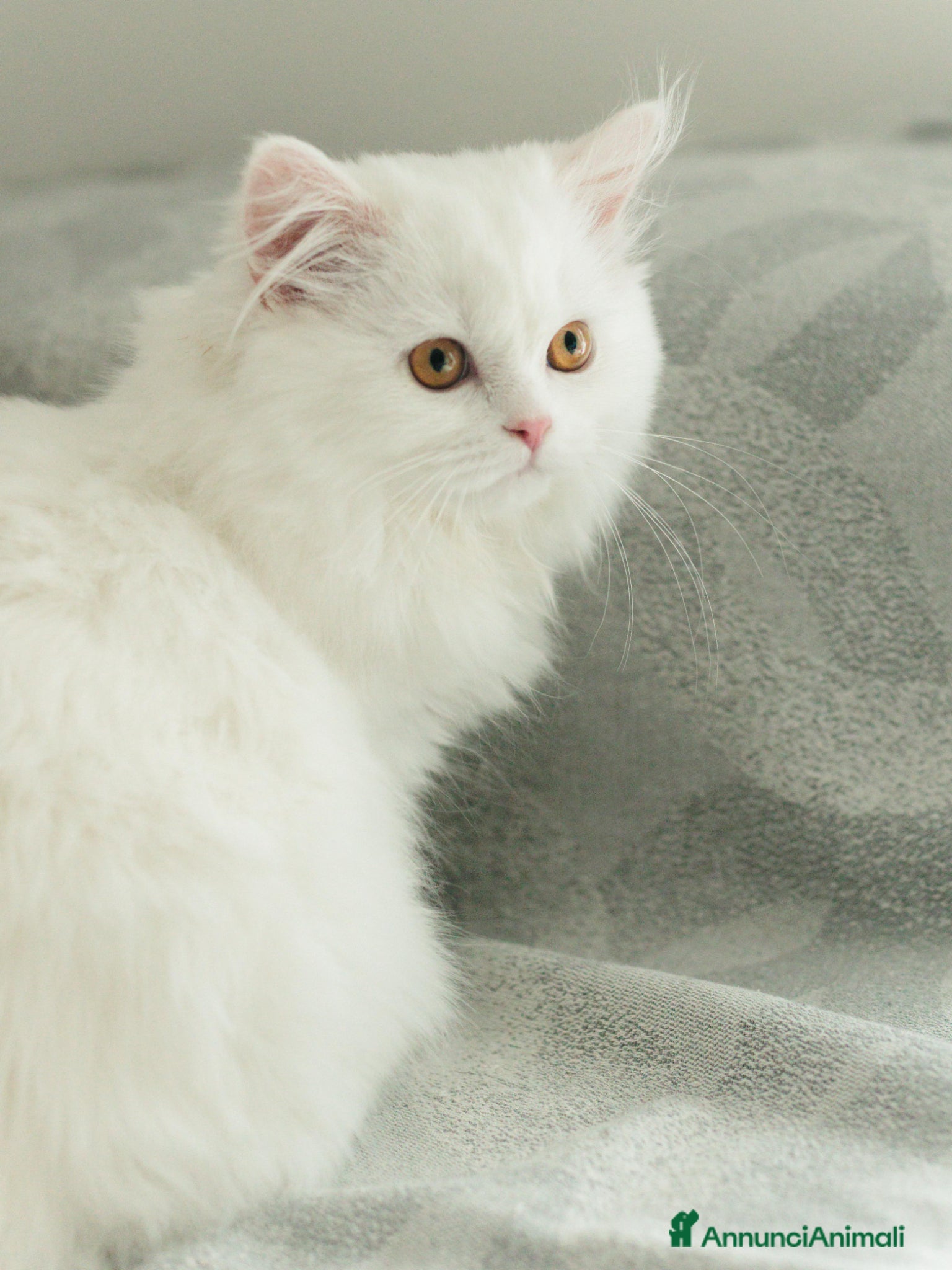 Scottish gatti Gattine highland straight - Annuncio 5