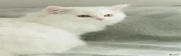 Scottish gatti in vendita: Gattine highland straight - Annuncio 1
