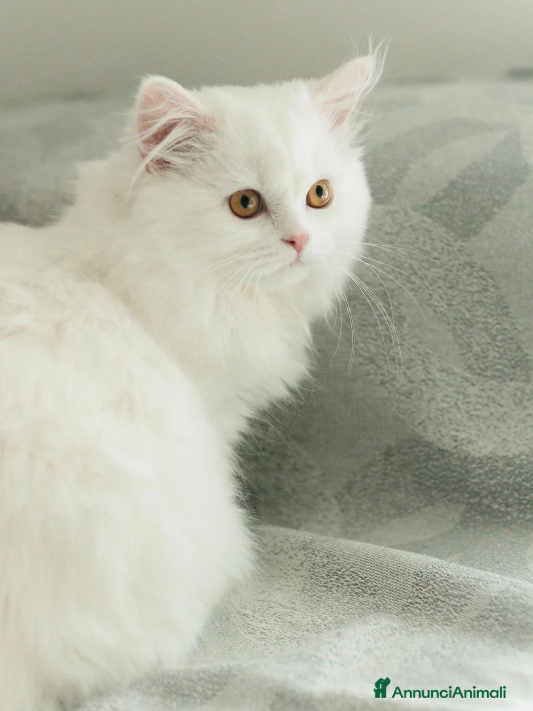 Scottish gatti in vendita: Gattine highland straight - Annuncio 1