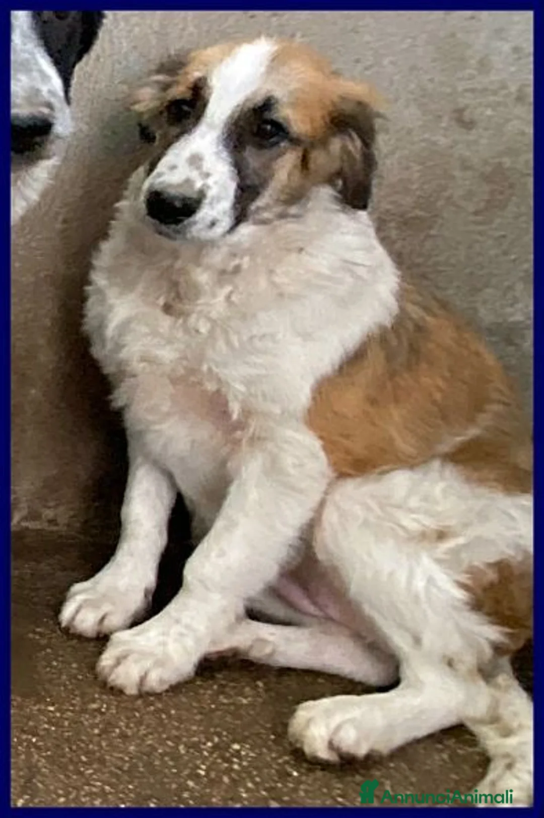 Meticcio cani in regalo: TESIS adorabile cicciotta - Annuncio 1