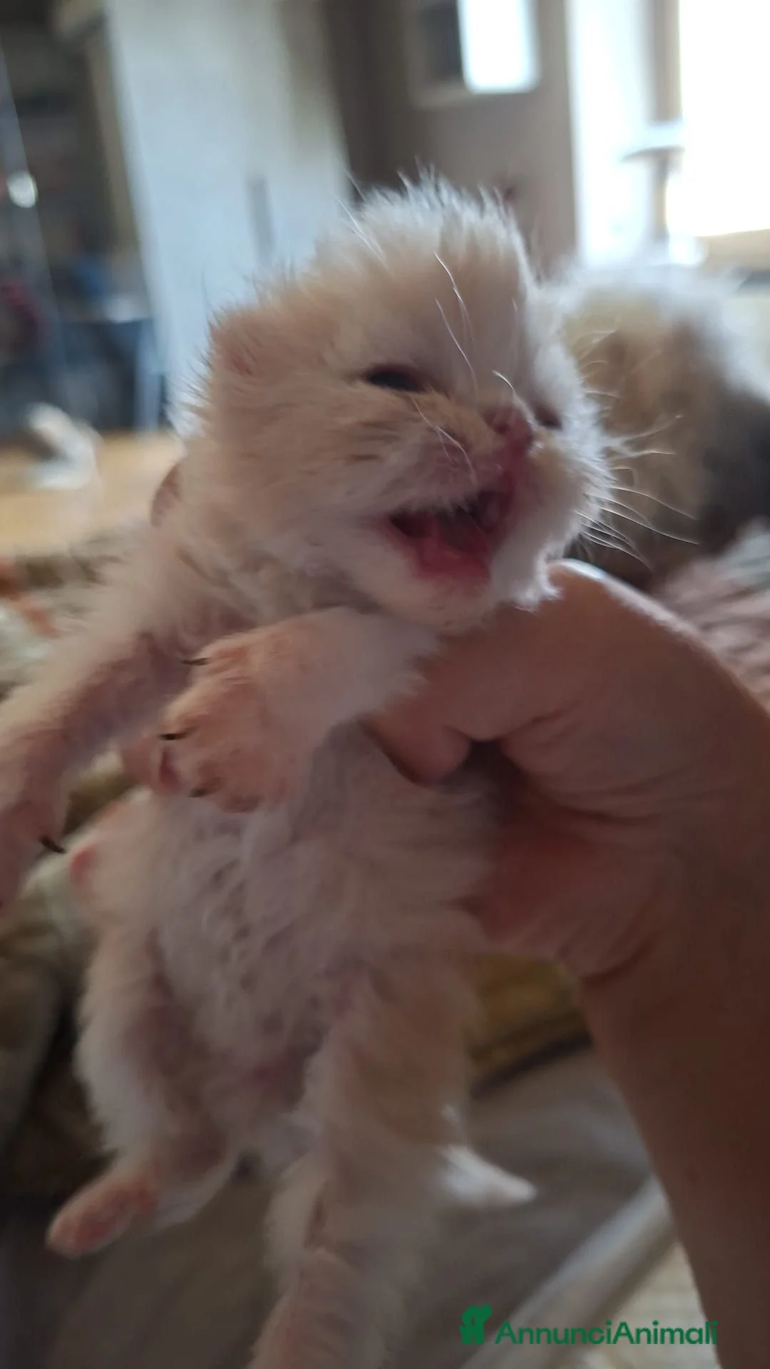 Persiano gatti in vendita: Persiani ipertipico - Annuncio 2