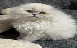 Scottish gatti in vendita: scottish longhair in vendita a Città Metropolitana di Firenze - Immagine 2