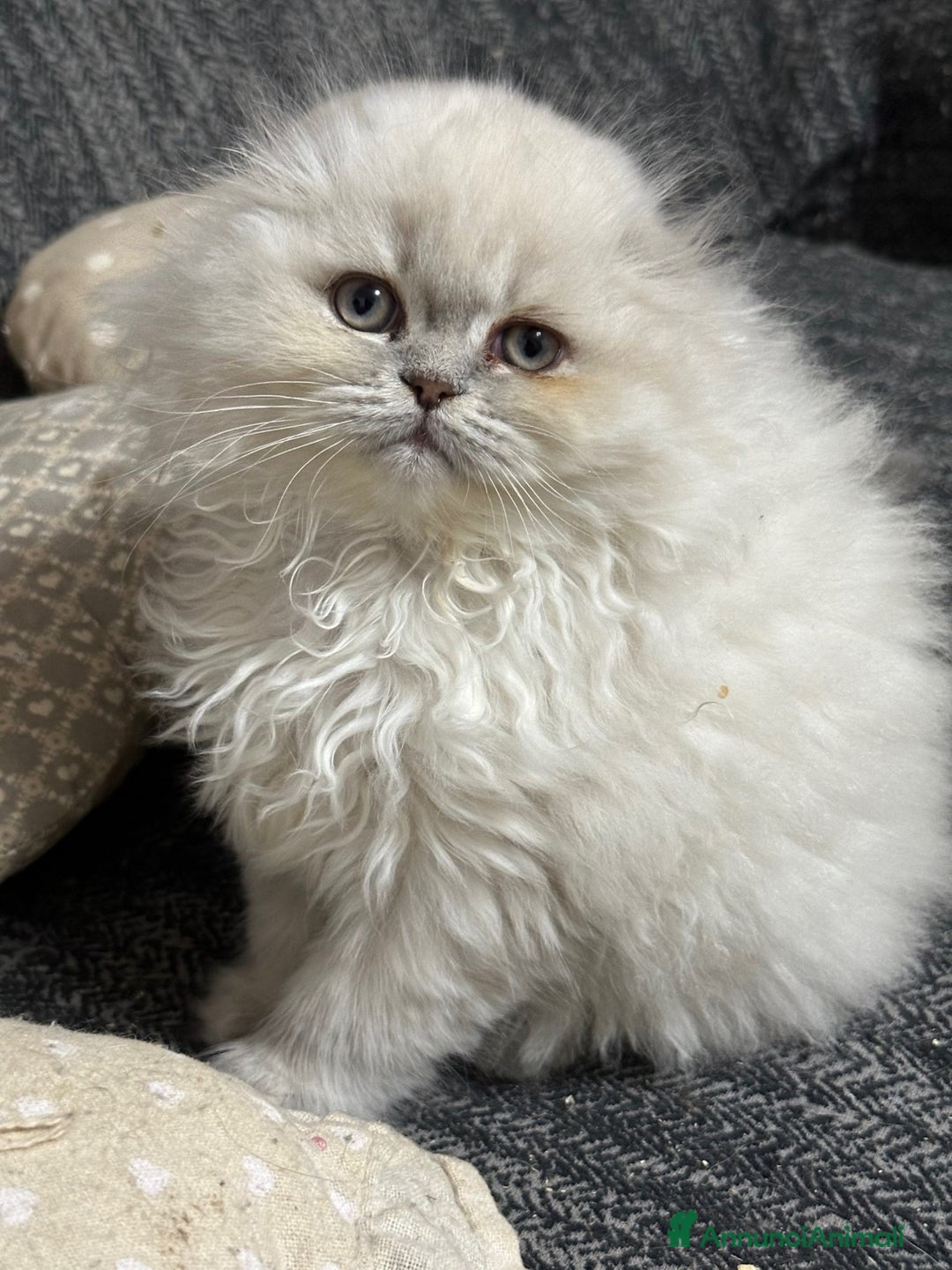 Scottish gatti in vendita: scottish longhair in vendita a Città Metropolitana di Firenze - Immagine 2